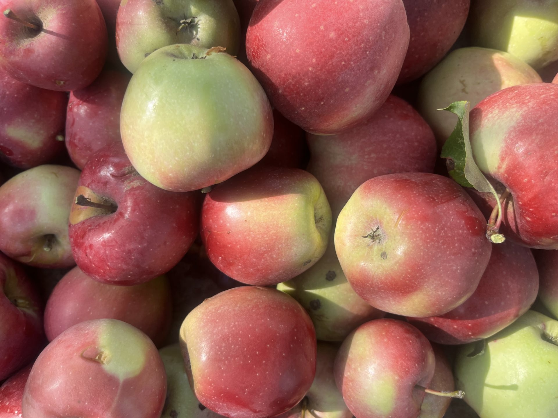 Neue Kollegen SJ 2025 2026